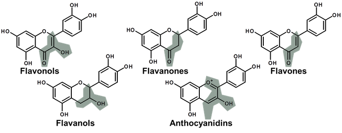 flavanoids chemical structures