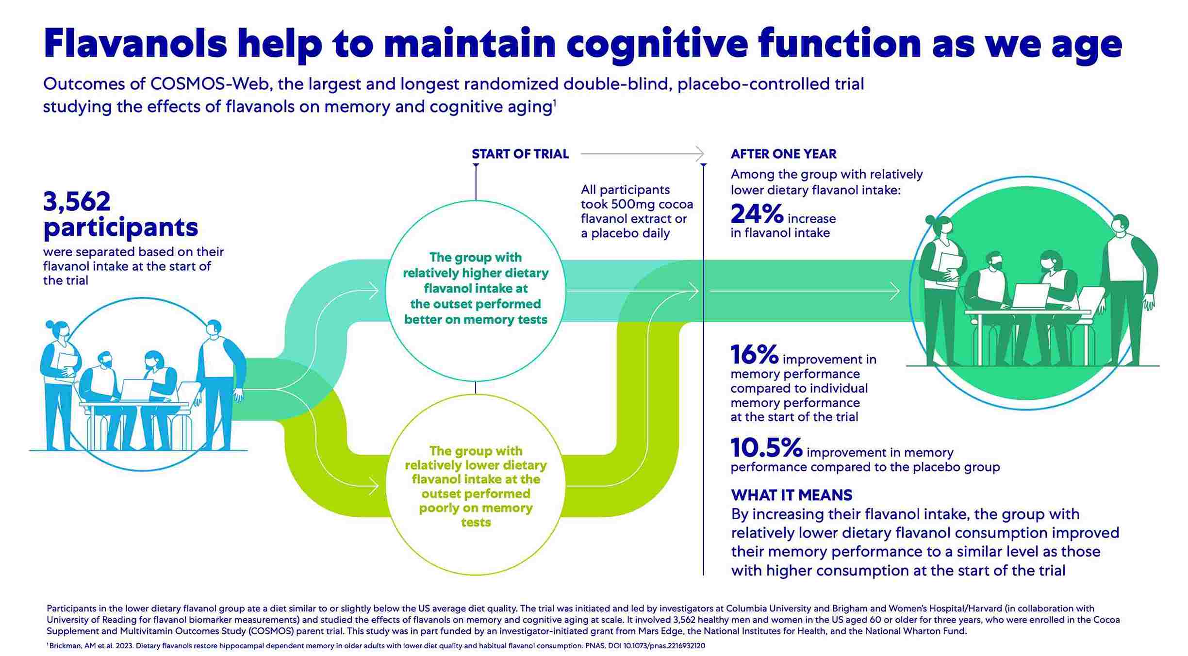 COSMOS-Web results show better memory scores with higher flavanol intake