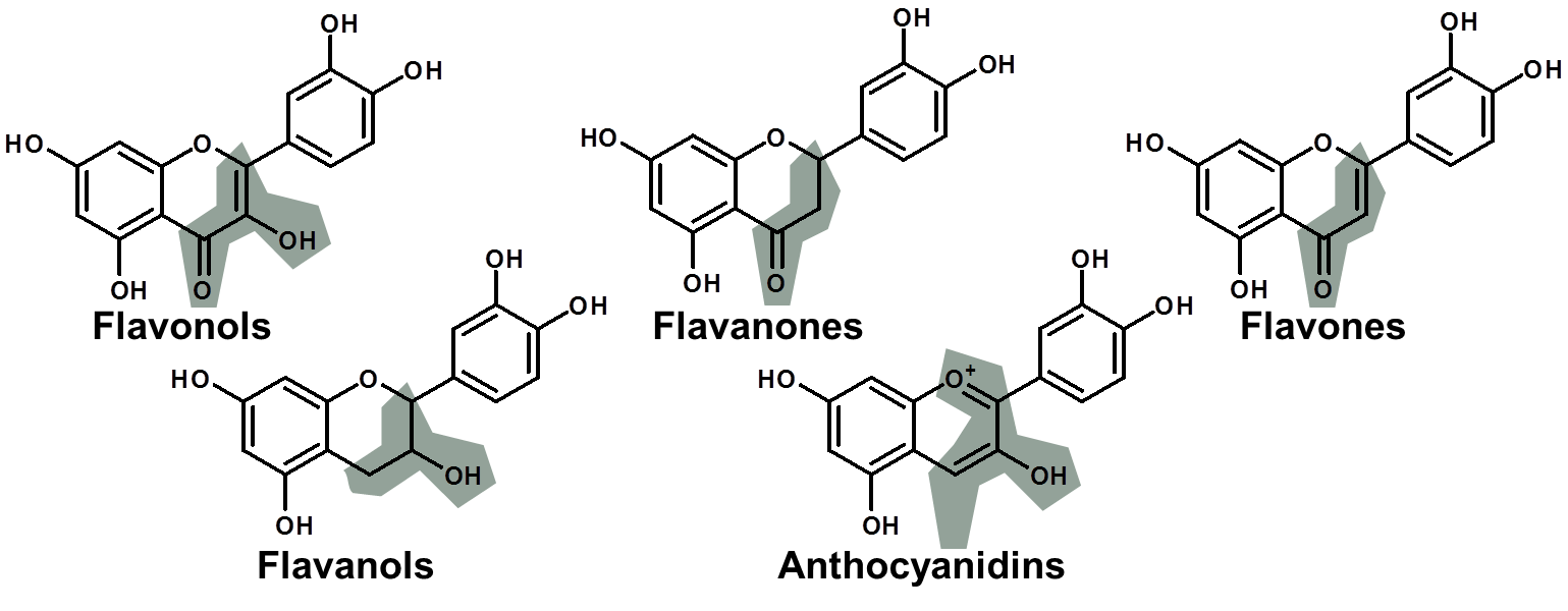 Diagram of flavonoid subclasses showing where cocoa flavanols sit