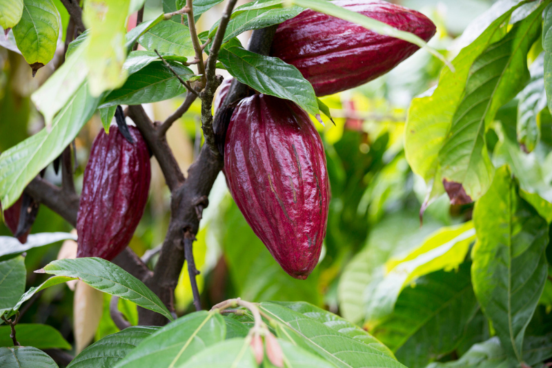 Deep red cocoa pods on a cocoa tree, the source of cocoa flavanols